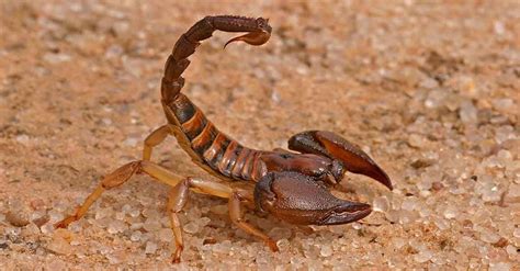 Scorpions in Las Vegas | Fischer's Pest Control