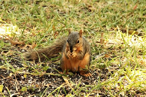 Squirrel Eating Seeds In Grass Free Stock Photo - Public Domain Pictures