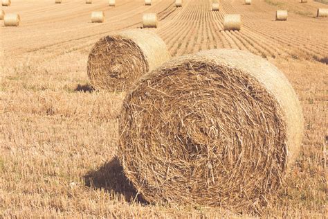 Hay Bales On A Field Free Stock Photo - Public Domain Pictures