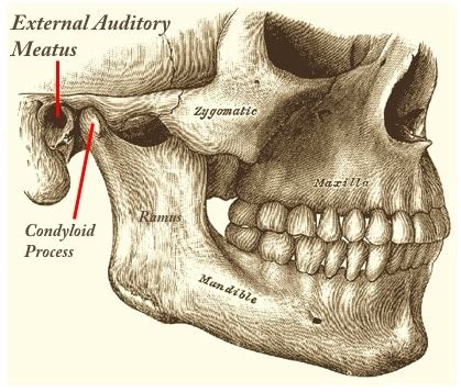 External Acoustic Meatus – Definition, Location, Function, Anatomy ...