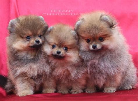 Types of pomeranians 3 different types of pom dogs – Artofit