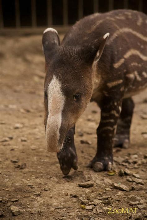 Young Bairds tapir with unusual markings | Baby exotic animals, Baby animals, Animals wild