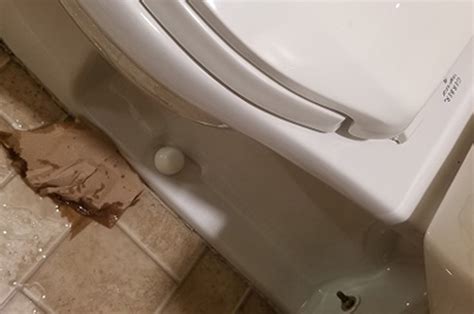 9 Possible Reasons Your Toilet is Leaking | 1st Rooter Plumbing