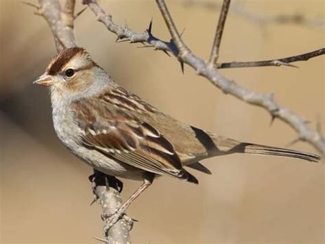 White-crowned Sparrow | Celebrate Urban Birds