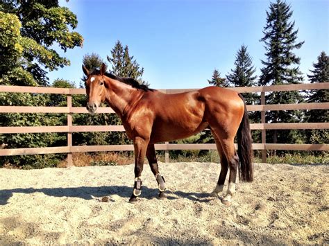 OTTB "Napanook" 2006 Gelding | Thoroughbred horse, Horses, Ottb