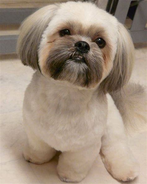 99 Best Shih Tzu Haircuts And Grooming Techniques For You!