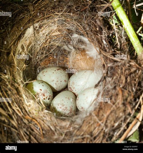 Nest of the European Greenfinch (Carduelis chloris Stock Photo - Alamy