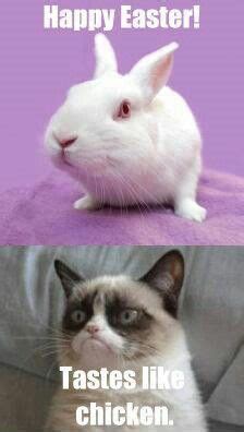 DONT EAT THE EASTER BUNNY please !!!!!! Grumpy Cat Humor, Crazy Cats, Funny Cats, Hilarious ...