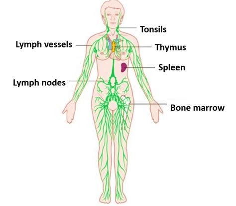 Lymphatic System - components, functions, applied