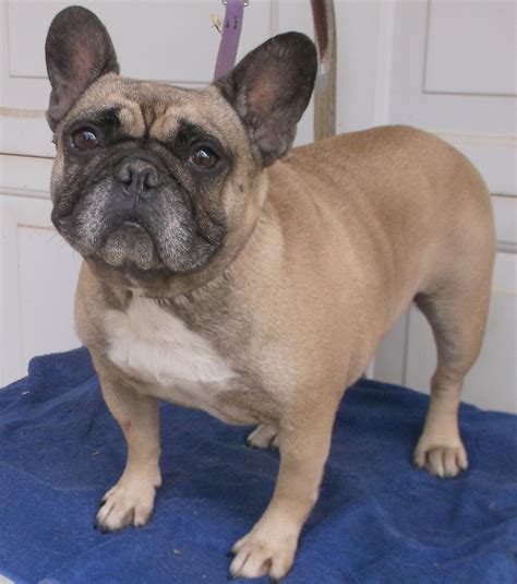 French Bulldog Puppies Missouri For Sale