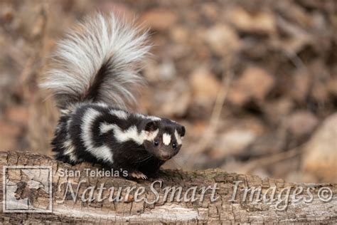 The Eastern Spotted Skunk, an Unassuming Critter - Adventure Publications