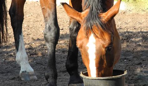 Common Types Of Feed: What You Should Feed Your Horse & How Much – Horse FactBook