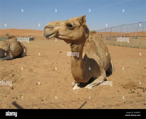 Camel Farm. Dubai, UAE Stock Photo - Alamy