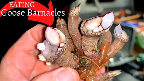 EATING BARNACLES ~ Gooseneck Barnacle "Catch" and Cook ~ Oregon Coast ...