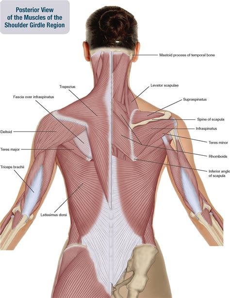 Muscles Of Shoulder Arm (posterior View) Diagram Quizlet | eduaspirant.com