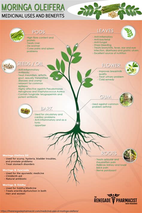 How Moringa Benefits Your Health - Medicinal Uses of Moringa Oleifera (+ Infographic) - The ...