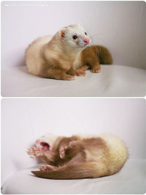 Ferrets! @Tricia Leach Couffer. You need this!!! | Cute ferrets, Baby ...