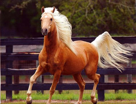 [100+] Palomino Horse Pictures | Wallpapers.com