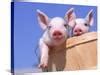 'Mixed-Breed Pigs' Photographic Print - Lynn M. Stone | AllPosters.com