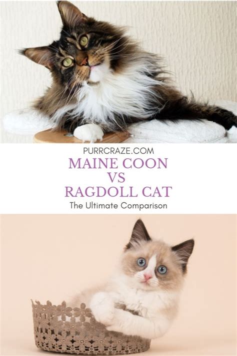 Purr Craze Blog: Maine Coon vs Ragdoll Cat – Which Breed Suits You?