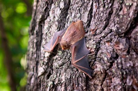 Free Images : tree, nature, forest, branch, wing, leaf, flower, trunk, spooky, animal, wildlife ...