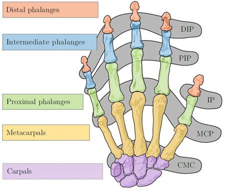 Bones and joints of the human hand, DIP-Distal Interphalangeal joint ...