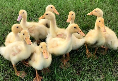 Quack, Quack! – Our Way Farms