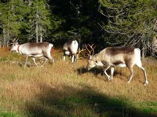 Reindeer | Reindeer grazing on the Ruka ski slopes, Finland | Timo Newton-Syms | Flickr