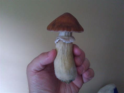 Cubensis Pinning Strategy & Troubleshooting - Mushroom Cultivation ...