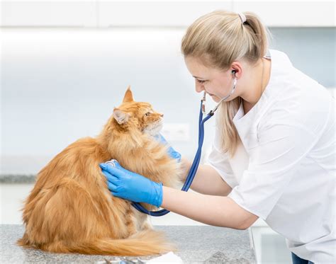 Maine Coon Health Issues: Common Problems and Prevention Tips