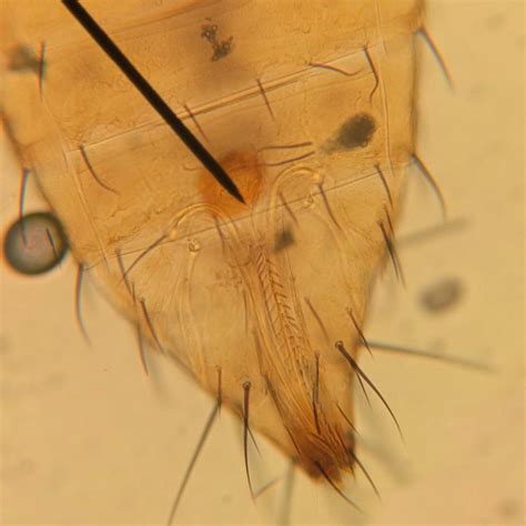 Thrips eggs and colonies, how the tiny insects reproduce