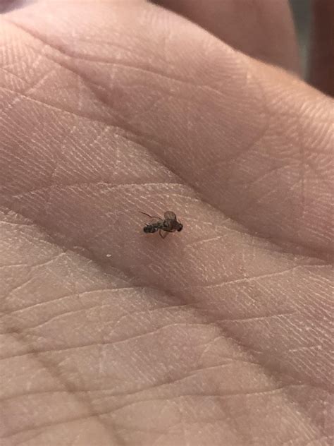 Does anyone know what these little flies are?? They're all over my apt and i can't match them to ...