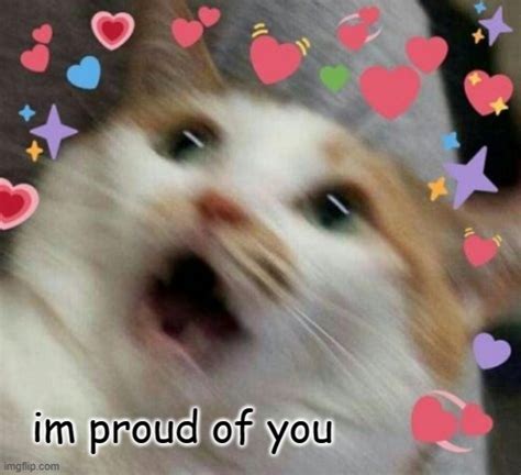 wholesome cat - Imgflip