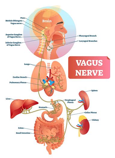 Vasovagal Syncope - Comprehensive Integrated Care