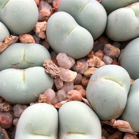 Conophytum calculus (SB2318) #1412.82 - Mesa Garden