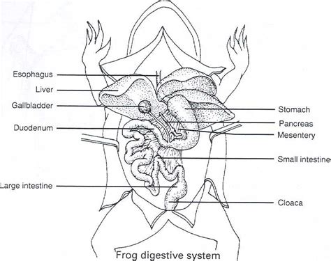 Frog Dissection - MRS. MERRITT'S BIOLOGY CLASS