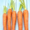 Carrot Seed Oil Benefits for Skin : Treat Rashes, Burns & Ageing Problems
