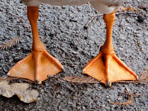 Pattes d'oie photo et image | nature, orange, animaux Images fotocommunity