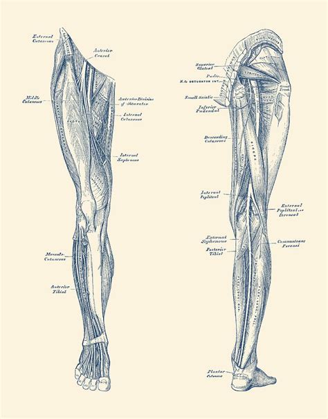 Leg Muscular System - Dual-View - Vintage Anatomy Print Drawing by Vintage Anatomy Prints