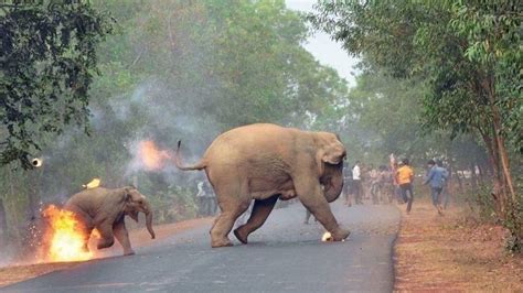 Petition · To save Wildlife Sanctuary in West Bengal - India · Change.org