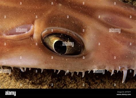 Longnose sawshark hi-res stock photography and images - Alamy