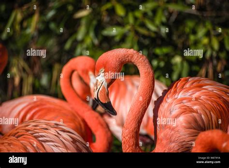 Pelican love hi-res stock photography and images - Alamy