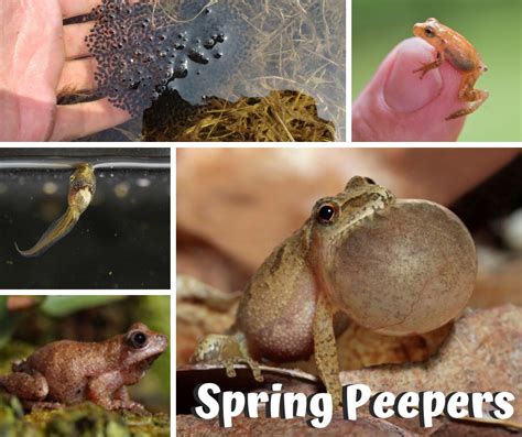 Spring Peeper | Bellbrook Sugarcreek Parks District