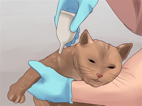How to Treat Flea Bites in Cats: A Complete Guide