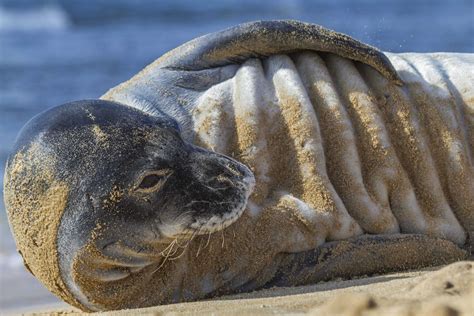 Monk Seals | Hawaiian Marine Life