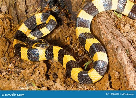 Banded Krait Snake Specie Bungarus Fasciatus In Nepal Royalty-Free Stock Photo | CartoonDealer ...