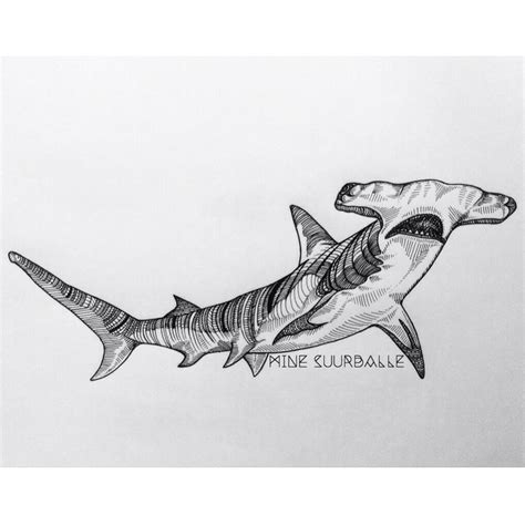 Great Hammerhead Shark Drawing at PaintingValley.com | Explore collection of Great Hammerhead ...