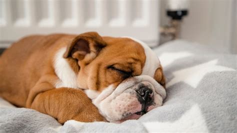 Bulldog Complete Sleeping Guide (Timeline, Problems, Solutions) | Paws and Learn