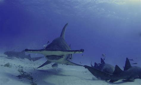 The Galapagos Hammerhead Shark - Facts, Behaviour, Where to see them