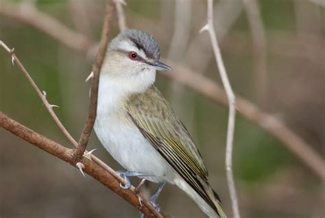 Red-eyed vireo - song / call / voice / sound.